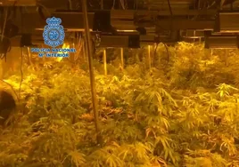 Nueve detenidos en Alcalá de Guadaíra por un cultivo de mil plantas de marihuana en una parcela