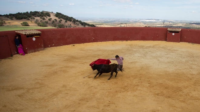 Un novillero torea una becerra durante un tentadero en la finca de Julio de la Puerta
