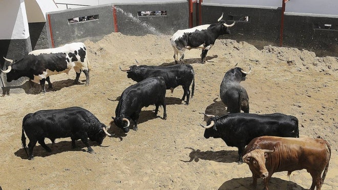Toros en los corrales de la Maestranza