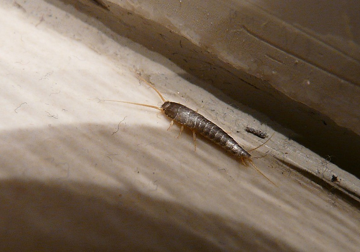 Detalle de un pececillo de plata