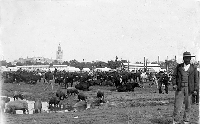 Imagen principal - La Feria de ganado del Prado de San Sebastián 