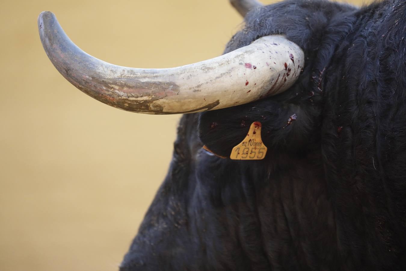 Detalles de la corrida de rejones de este domingo en la plaza de toros de Sevilla