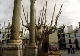 Comienzan las labores previas al montaje de las rejas en las columnas de la Alameda de Hércules