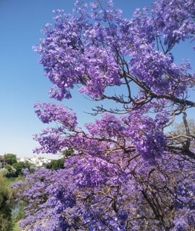 Imagen secundaria 2 - Floración de las jacarandas en la primavera sevillana 2023