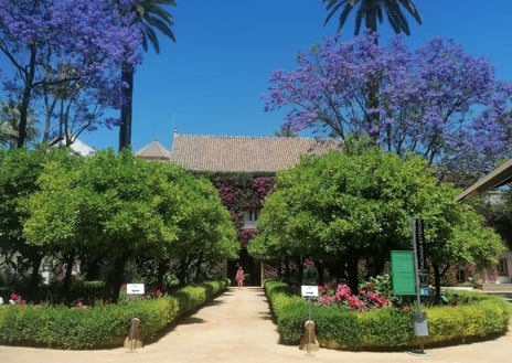 Imagen secundaria 1 - Floración de las jacarandas en la primavera sevillana 2023