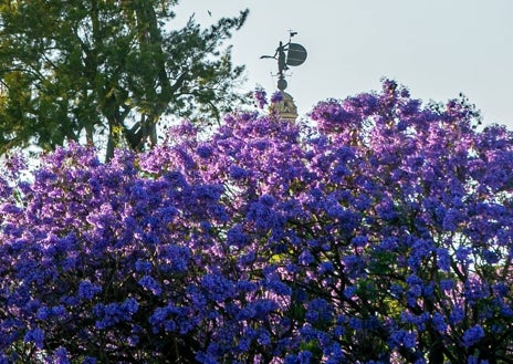 Imagen secundaria 1 - La floración de la jacaranda se produce dos veces al año en otoño y primavera