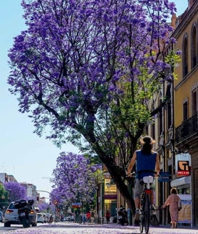 Imagen secundaria 2 - La floración de la jacaranda se produce dos veces al año en otoño y primavera