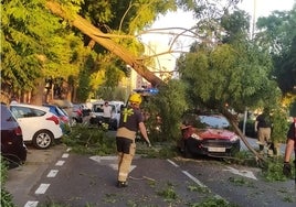 Se cae un árbol sobre la calzada en el barrio sevillano del Tardón