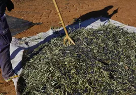 Cinco meses de cárcel para dos varones por robar 571 kilos de aceitunas en Morón