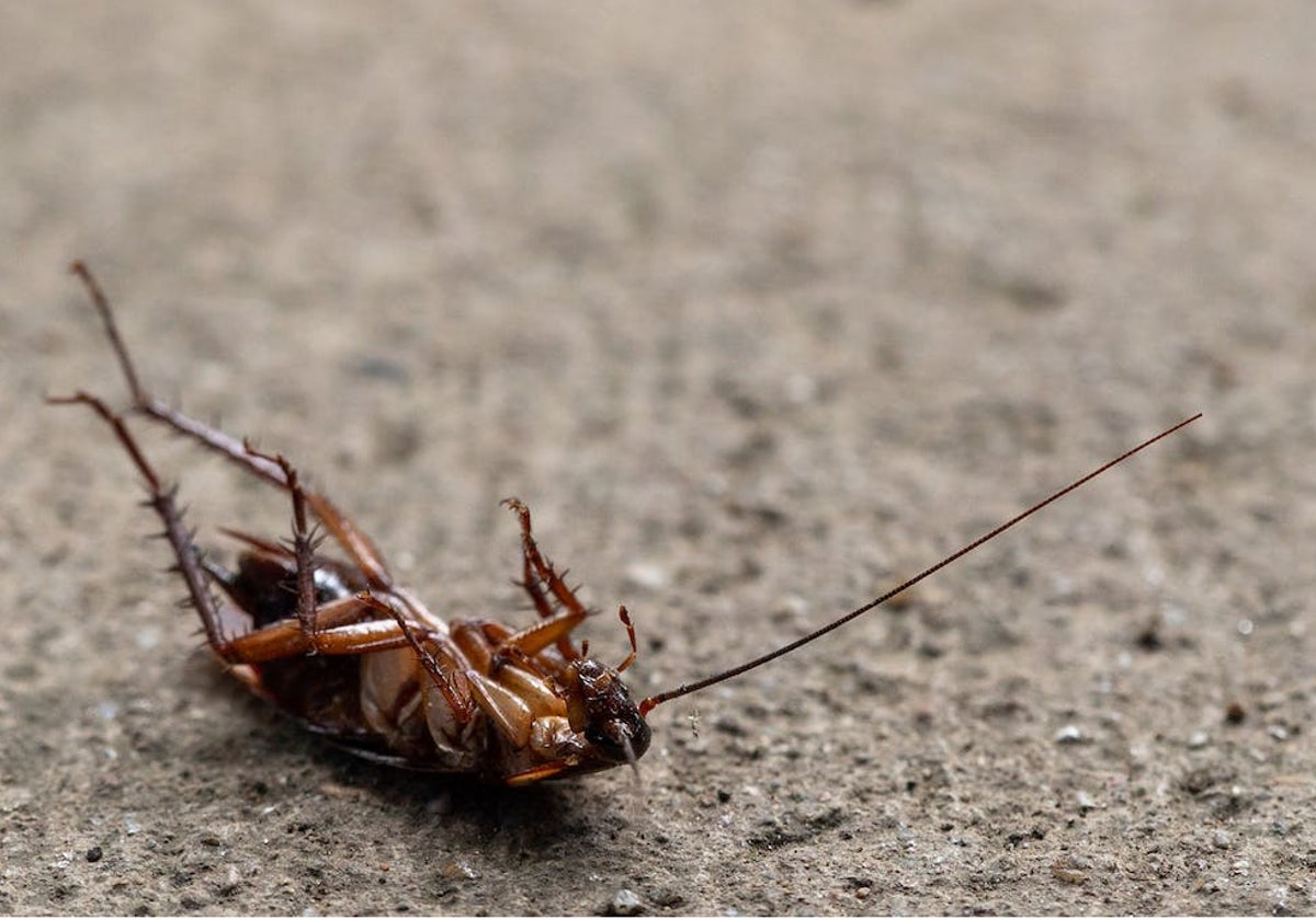 Una cucaracha muerta sobre el suelo