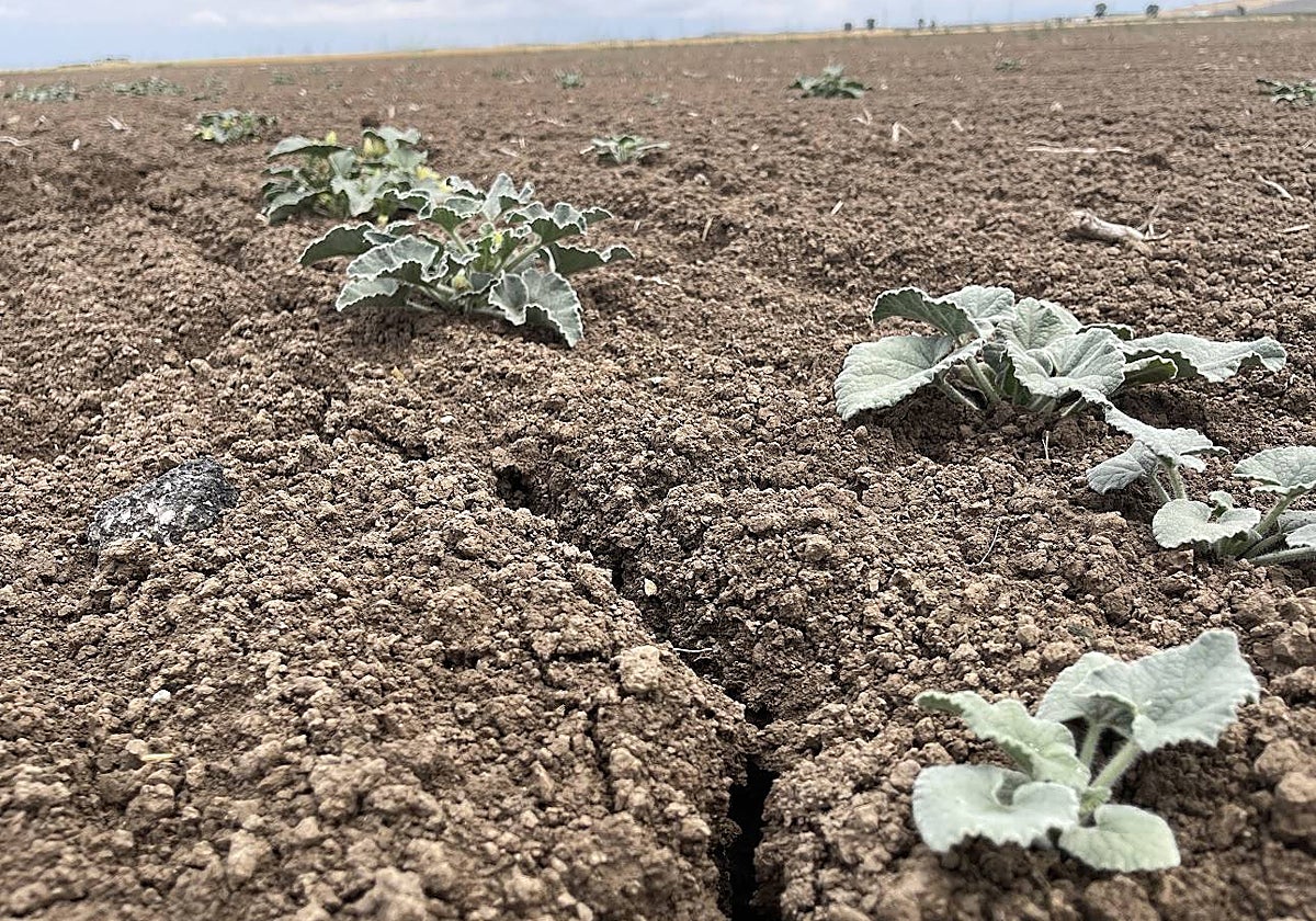 Una imagen desoladora de un campo de Lebrija, con grietas debido a la sequía que padecemos