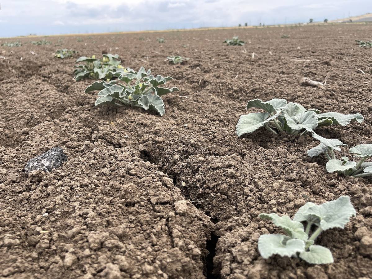El estado actual del agro sevillano, donde los agricultores no han podido sembrar debido a la sequía