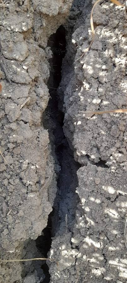 El estado actual del agro sevillano, donde los agricultores no han podido sembrar debido a la sequía