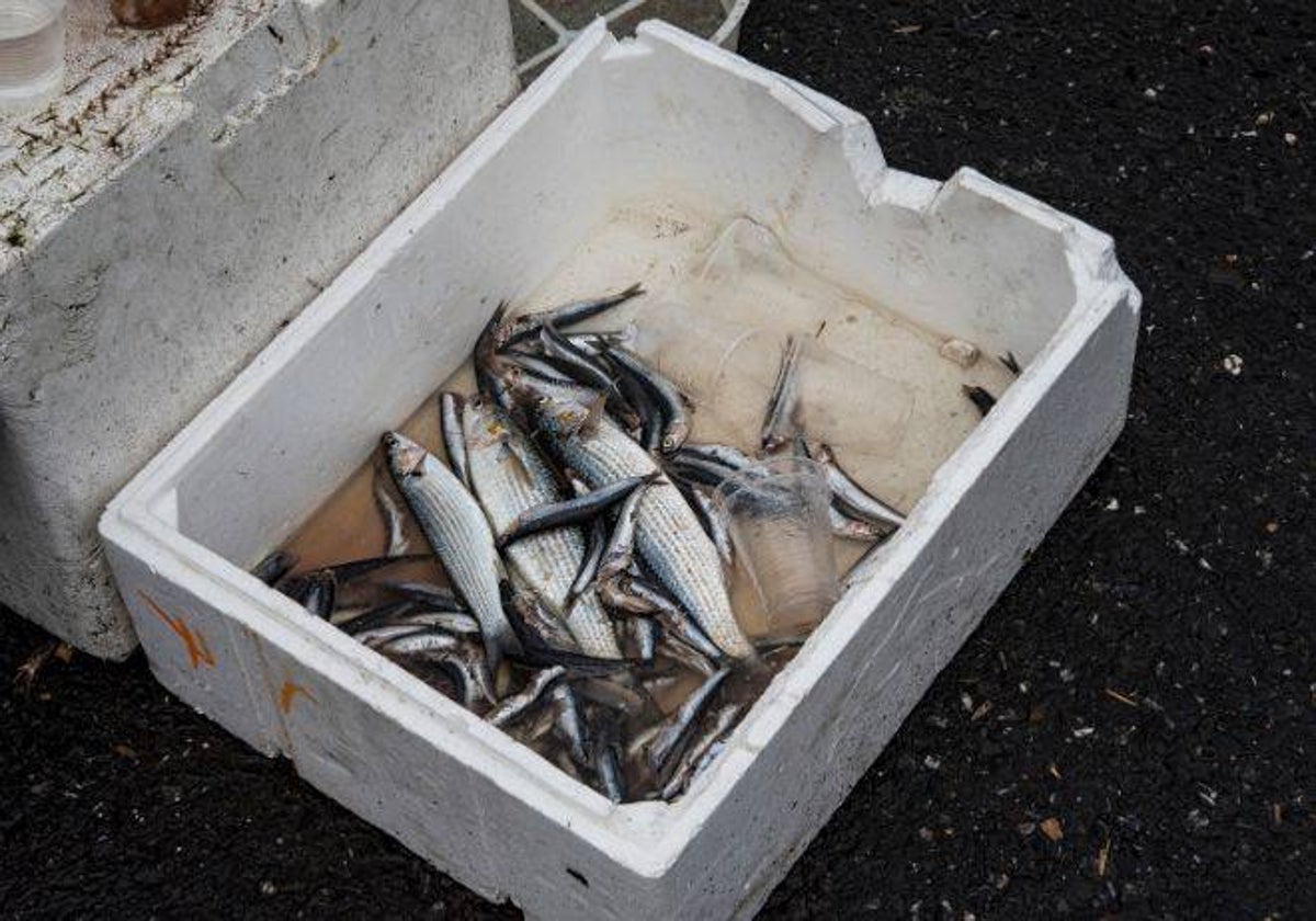 Imagen de archivo de una caja de pescado en mal estado