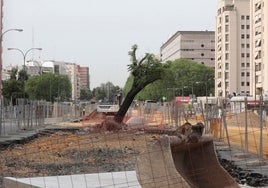 Sevilla tiene más de 10.000 alcorques vacíos desde hace cuatro años