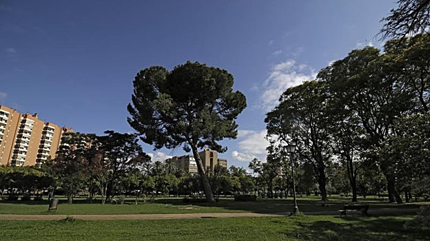 Árboles en el parque
