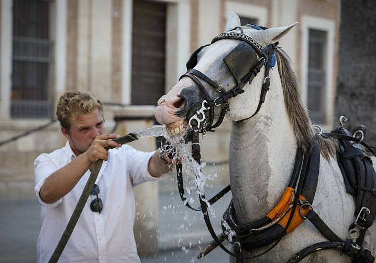 Un cochero de Sevilla refresca a su caballo del calor sofocante