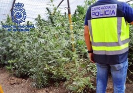 De investigar a las mafias de la marihuana en Sevilla a dirigir sus propias plantaciones en Osuna