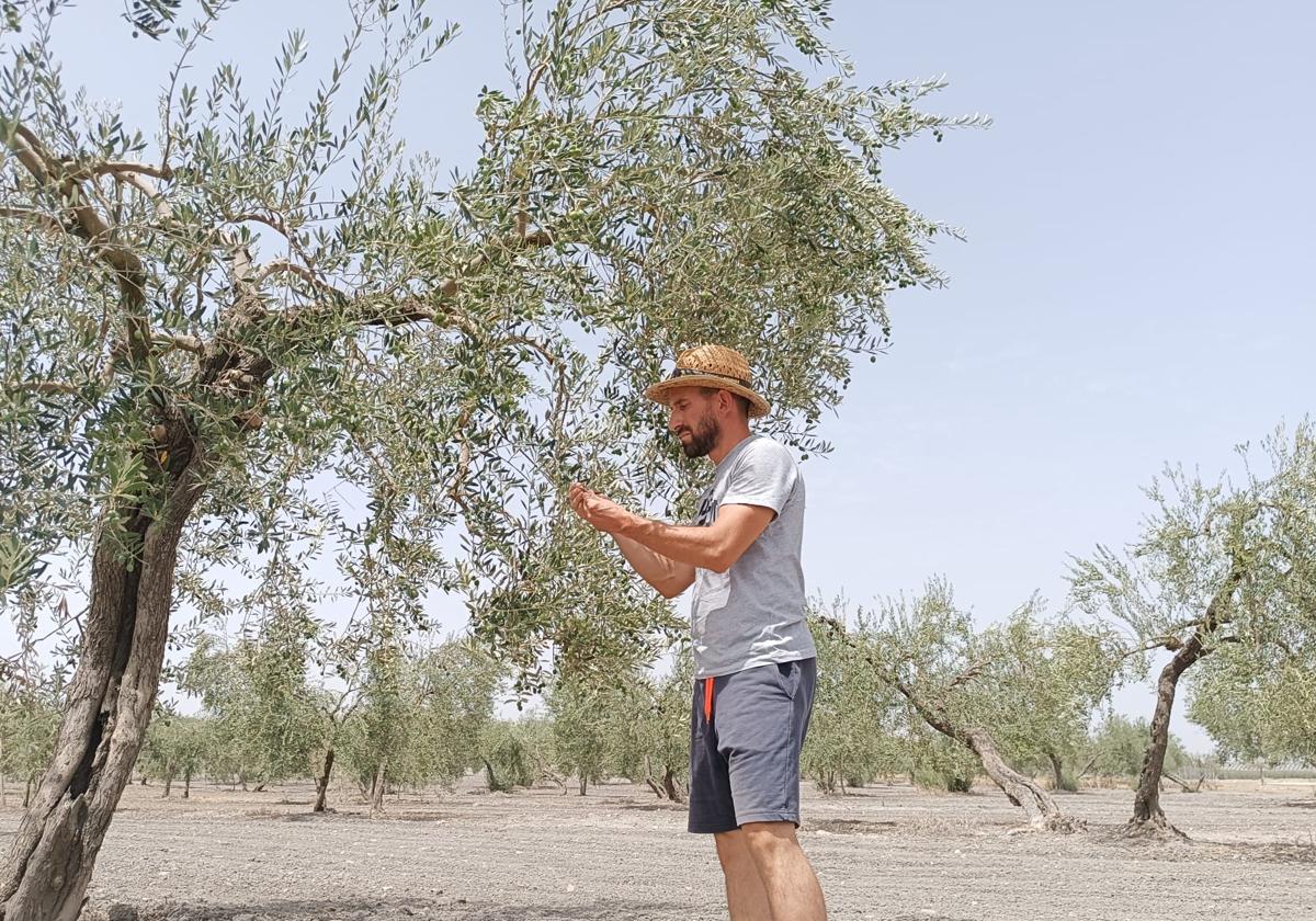 Francisco Manuel Fernández inspeccionando olivos para determinar la cosecha de este año