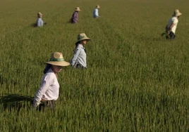 Ebro Foods, líder mundial en el sector del arroz, ganó 93 millones en el primer semestre, un 64% más