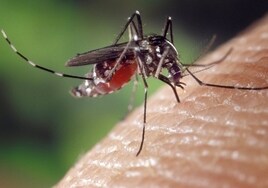 Detectan mosquitos con virus de la Fiebre del Nilo en varios municipios de la provincia de Sevilla
