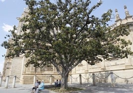El magnolio de la Catedral de Sevilla se recupera tras un golpe de calor