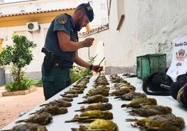 Investigan a un vecino de Santiponce por  matar 67 pájaros con medios prohibidos