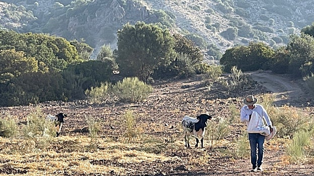 El ganado pasta cerca del pantano aunque no tiene agua para beber