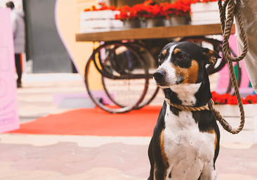 Centros comerciales que admiten perros en Sevilla: estos son los requisitos para comprar con tu mascota