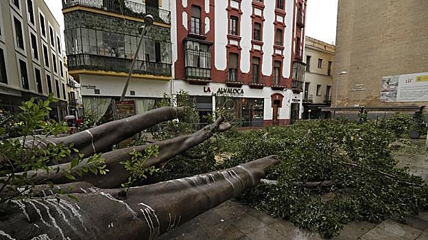 Se desploma una enorme rama del ficus centenario de la plaza de la Encarnación, en Sevilla
