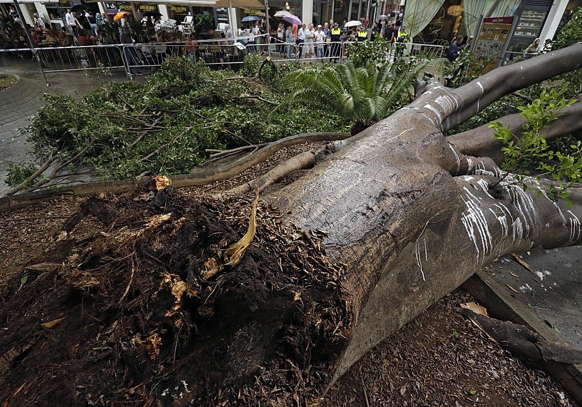 Imagen de la enorme rama que se ha desprendido del ficus de la Encarnación