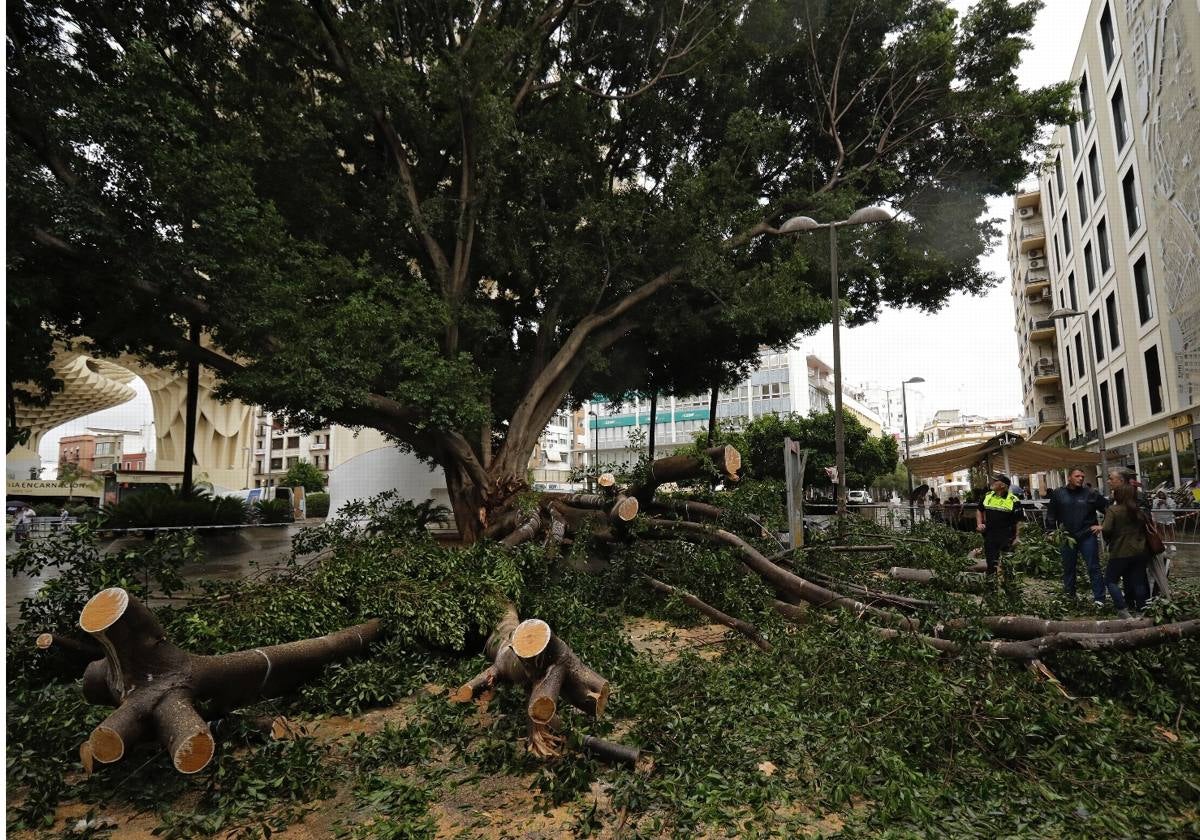 El ficus de la Encarnación será talado después del puente festivo