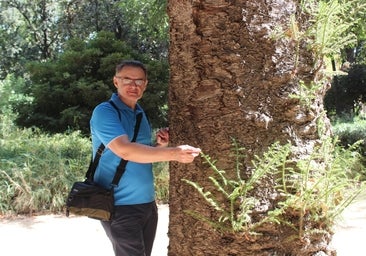 «El árbol más antiguo de Sevilla está en el Alcázar conocido como Pedro I de Castilla»