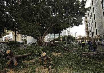 El informe técnico que avala talar el ficus de la Encarnación culpa al uso de plásticos en las raíces