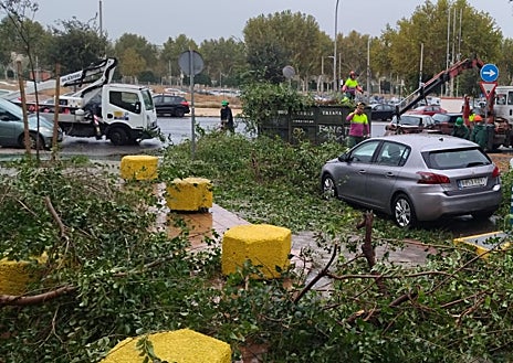Imagen secundaria 1 - Un árbol de gran tamaño cae a las puertas del colegio de los Padres Blancos en Los Remedios por el temporal