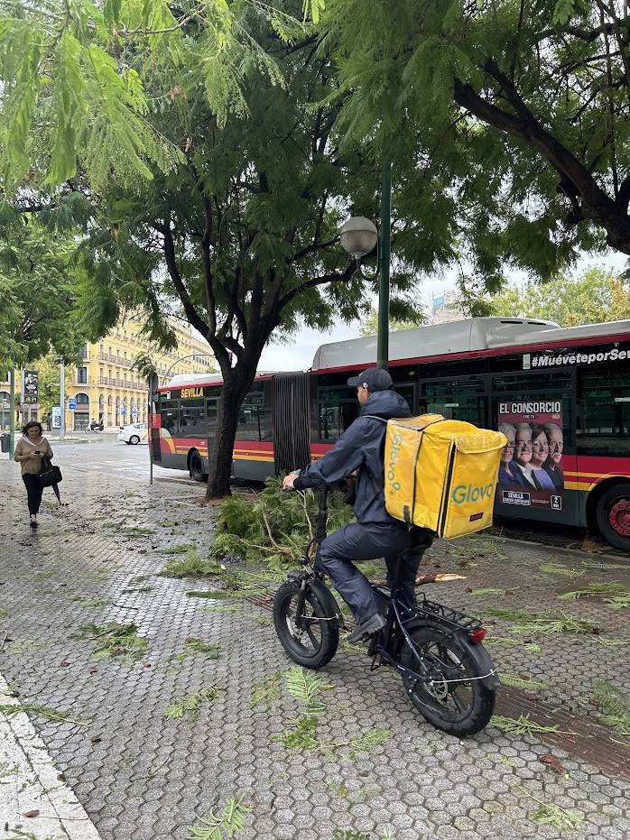 La borrasca 'Aline' provoca la caída de árboles de grandes dimensiones en Sevilla