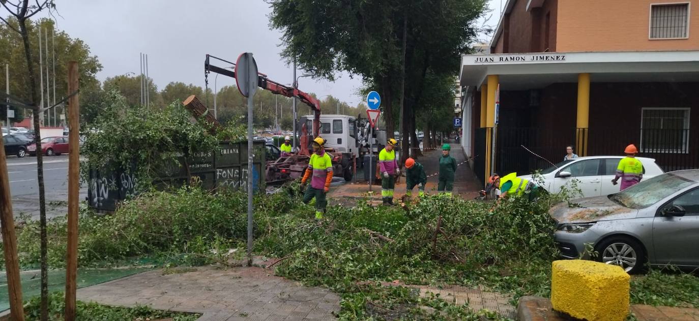 La borrasca 'Aline' provoca la caída de árboles de grandes dimensiones en Sevilla