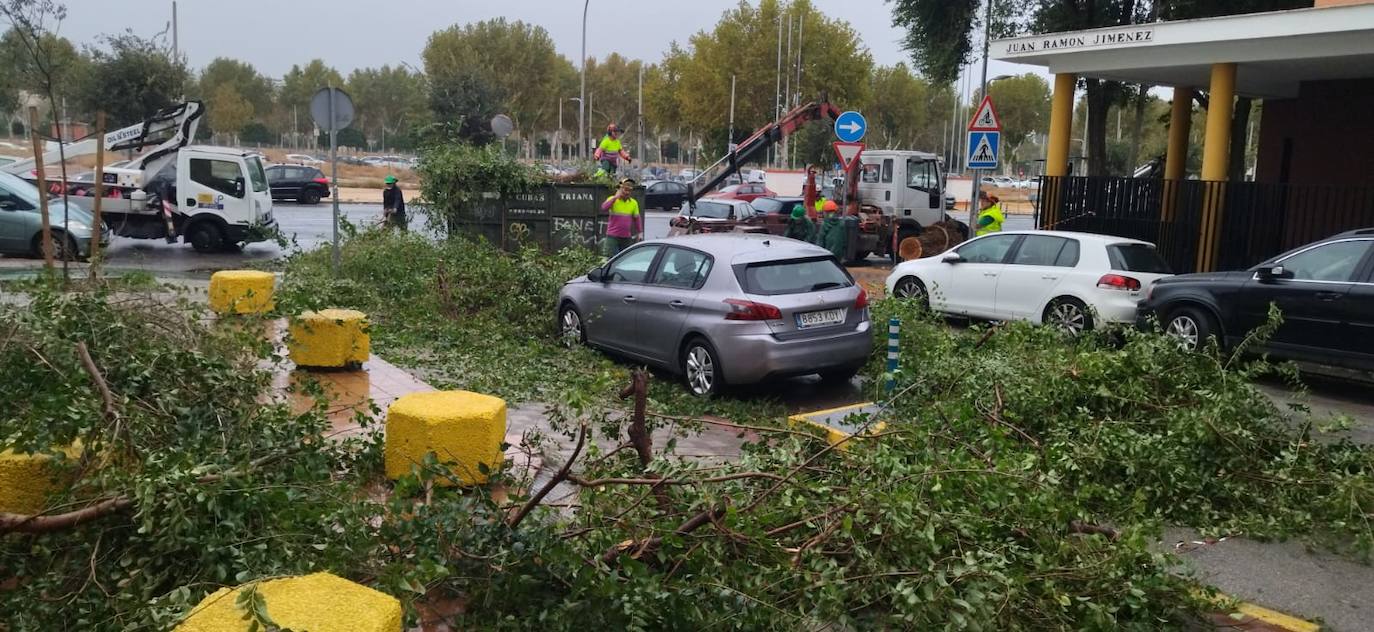 La borrasca 'Aline' provoca la caída de árboles de grandes dimensiones en Sevilla