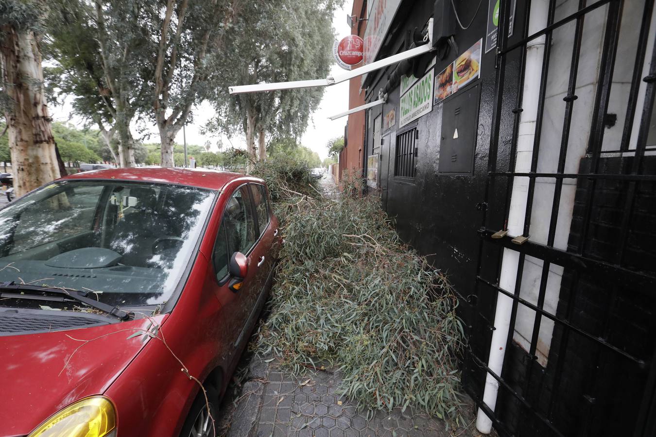 Los vientos alcanzaron más de 70 kilómetros por hora y provocó la rotura de muchas ramas y árboles 