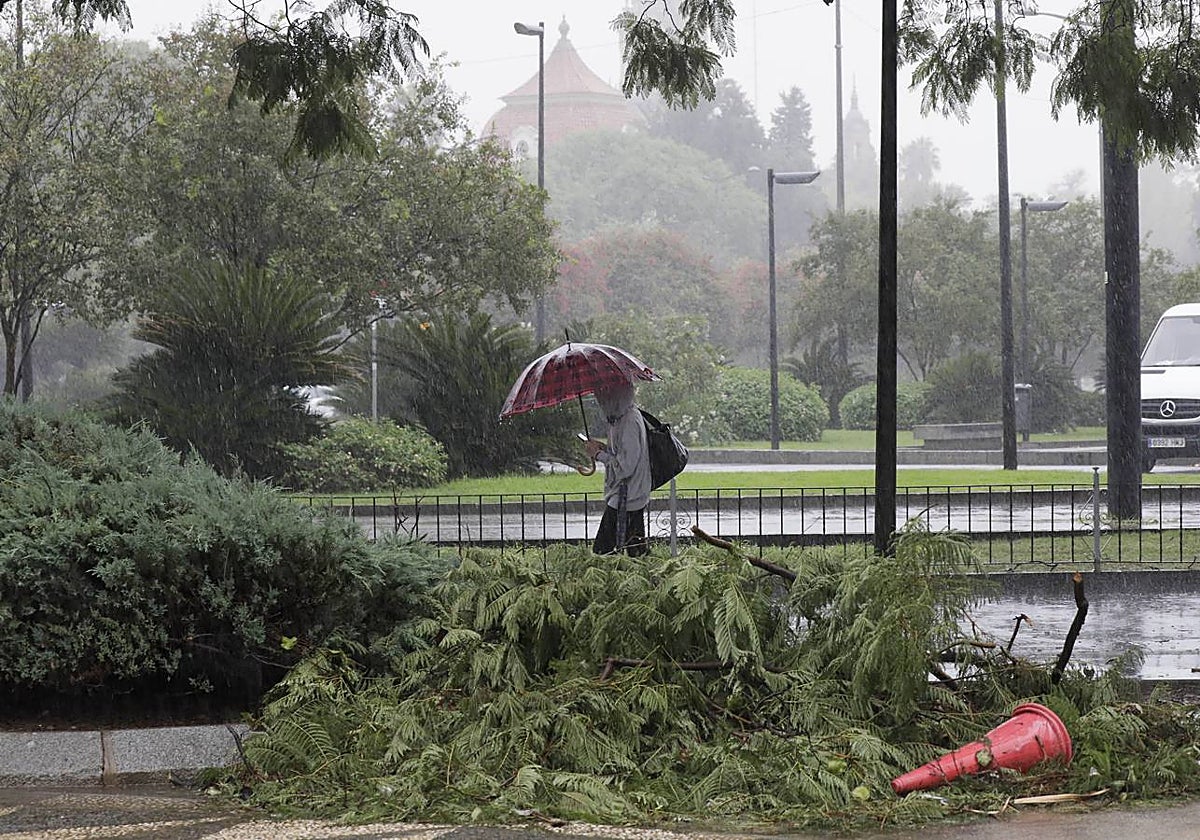 Los vientos alcanzaron más de 70 kilómetros por hora y provocó la rotura de muchas ramas y árboles