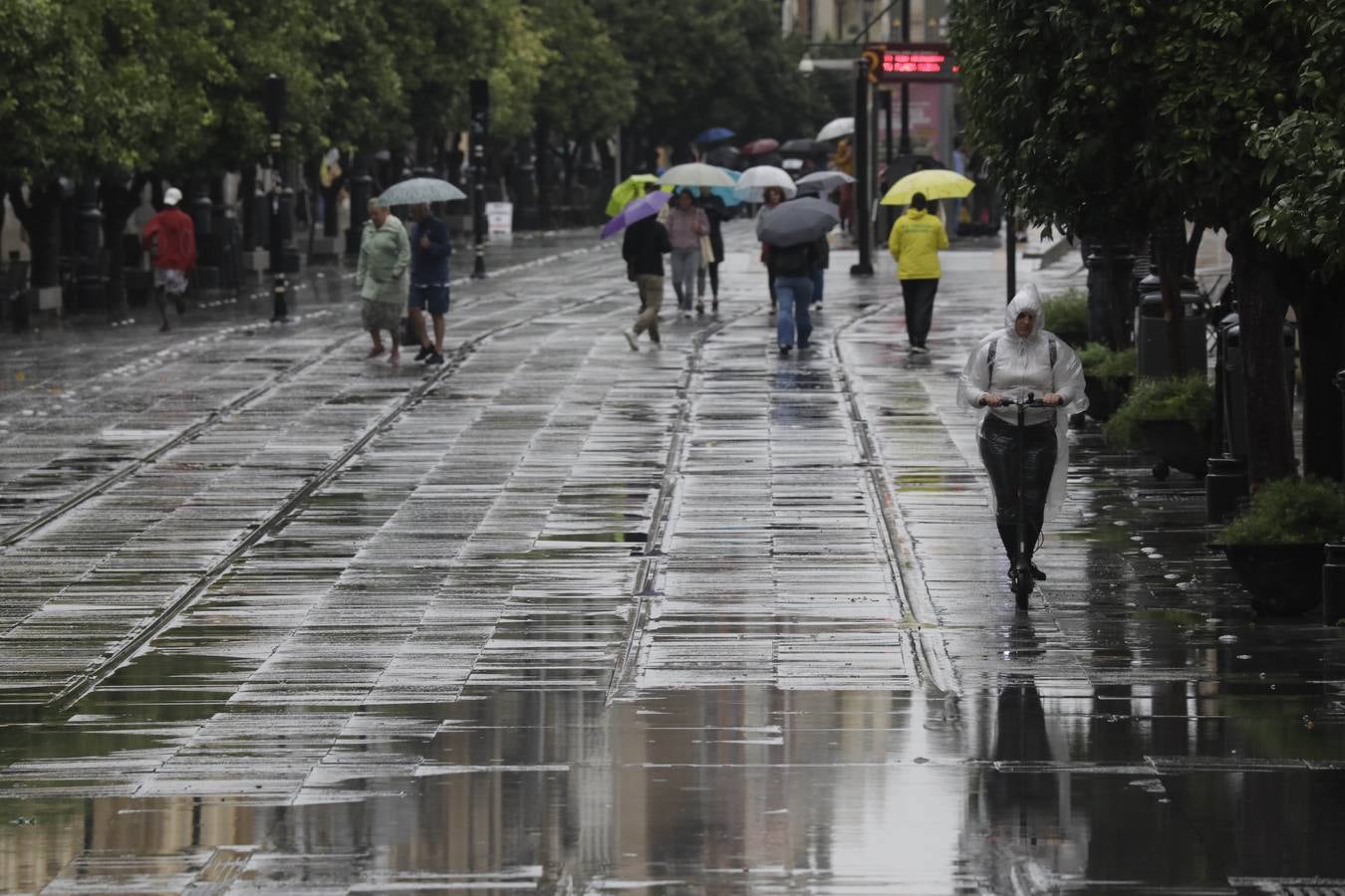 Los vientos alcanzaron más de 70 kilómetros por hora y provocó la rotura de muchas ramas y árboles 