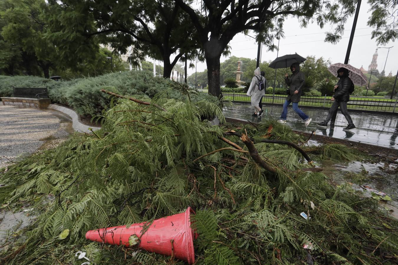 Los vientos alcanzaron más de 70 kilómetros por hora y provocó la rotura de muchas ramas y árboles 
