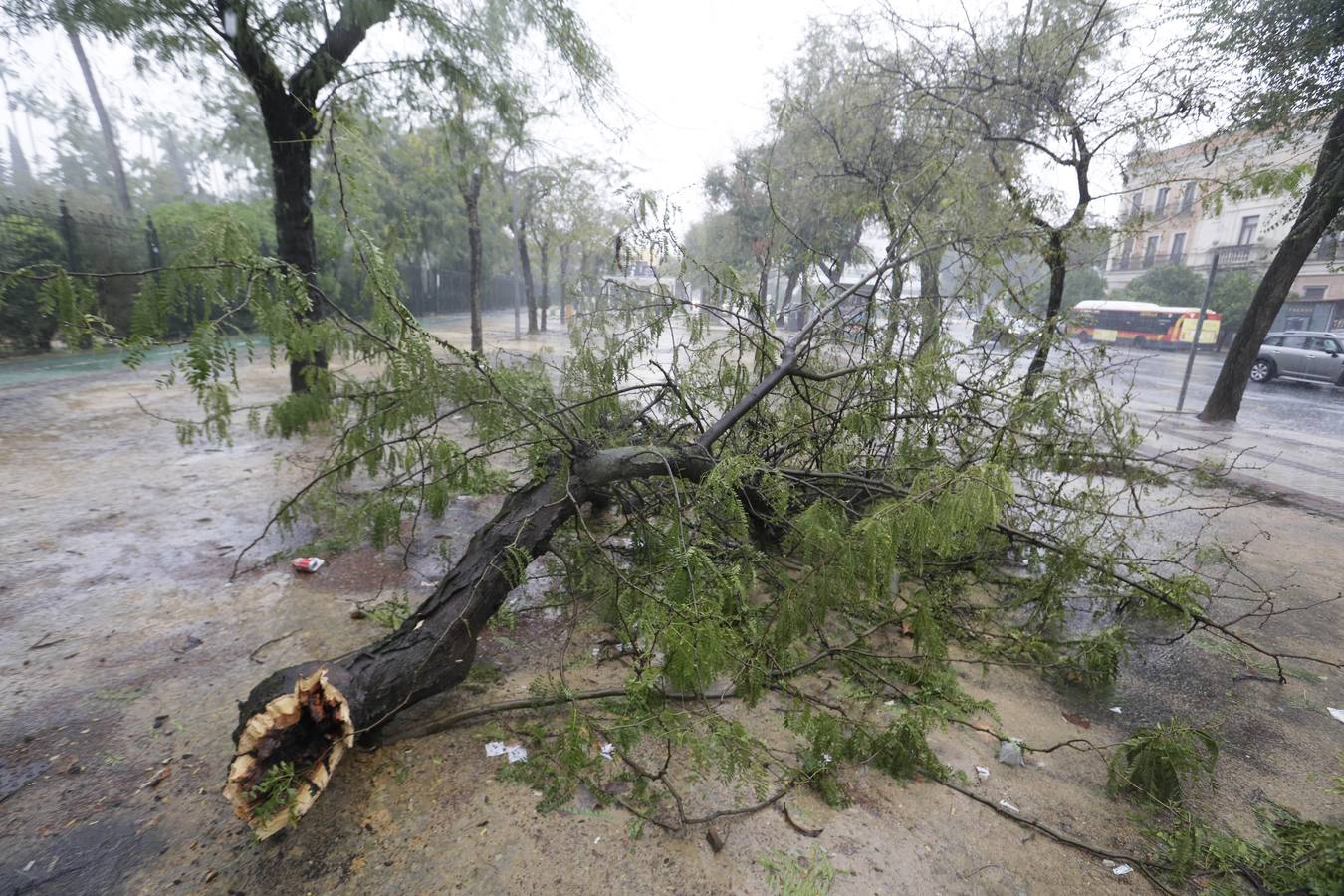 Los vientos alcanzaron más de 70 kilómetros por hora y provocó la rotura de muchas ramas y árboles 