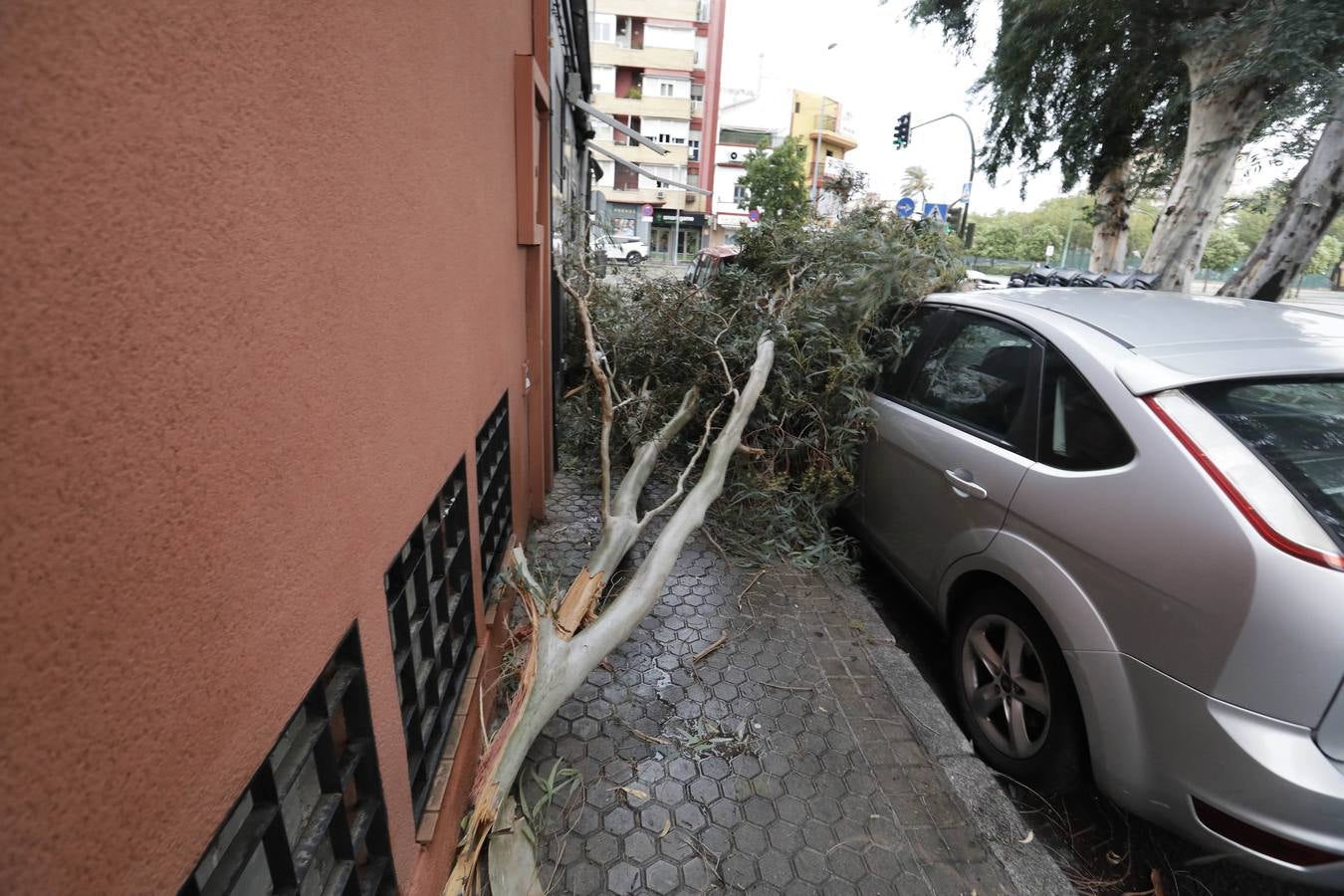 Los vientos alcanzaron más de 70 kilómetros por hora y provocó la rotura de muchas ramas y árboles 