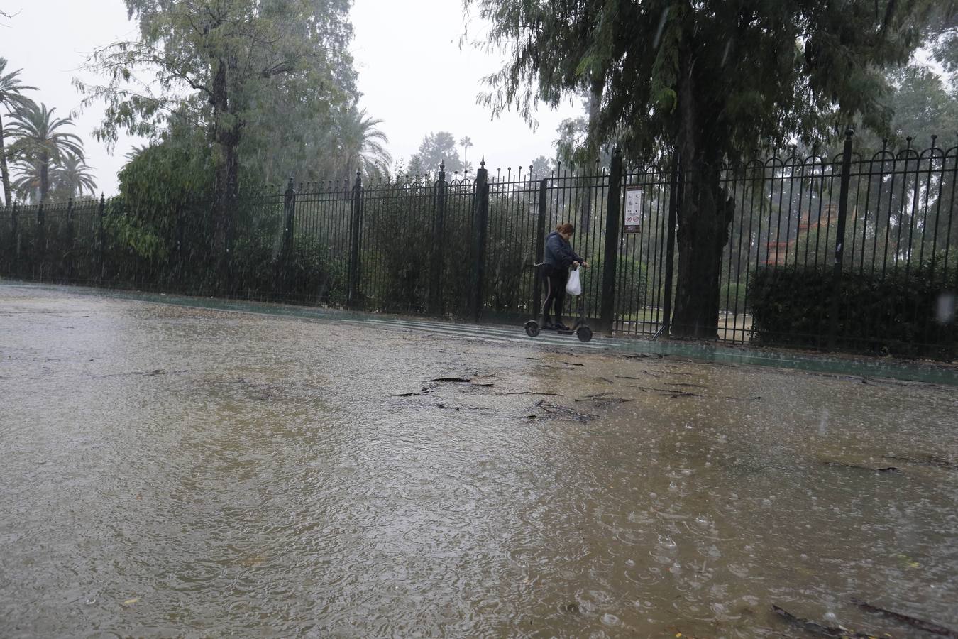 Los vientos alcanzaron más de 70 kilómetros por hora y provocó la rotura de muchas ramas y árboles 
