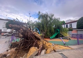 La tormenta Bernard en la Campiña y Sierra Sur: «Tirábamos de las ramas temiendo encontrar a alguien debajo»