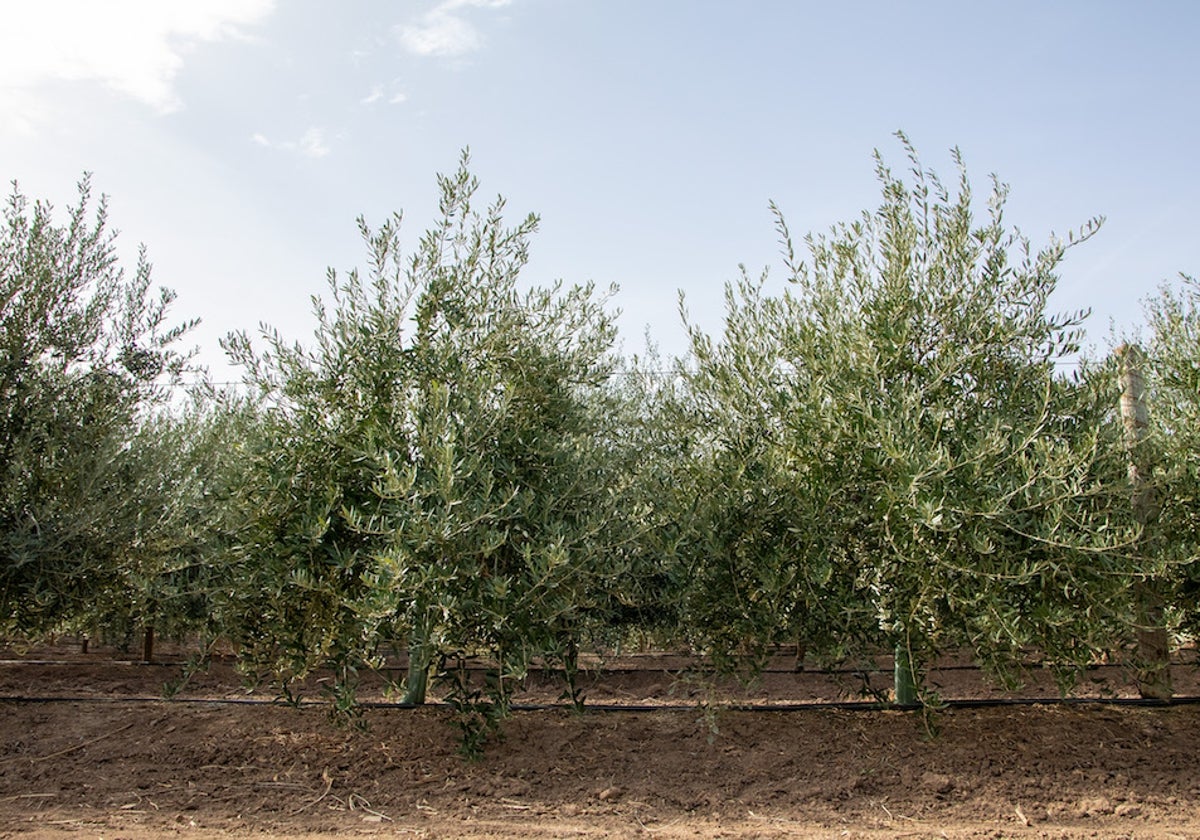 Un olivo concebido en Córdoba para madurar antes y producir más