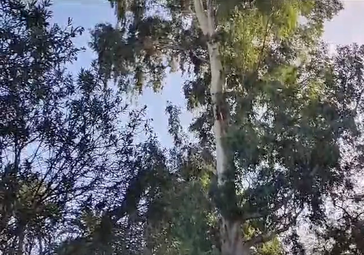 El 'Gran Capitán', en los Jardines de Murillo, continúa en pie tras Bernard