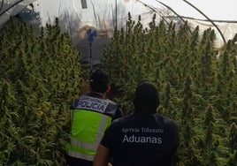 Descubren más de 1.500 plantas de marihuana en una parcela rural de Alcalá de Guadaíra