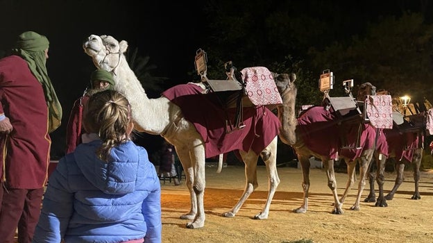 Los camellos de los Reyes Magos ya están en Estepa